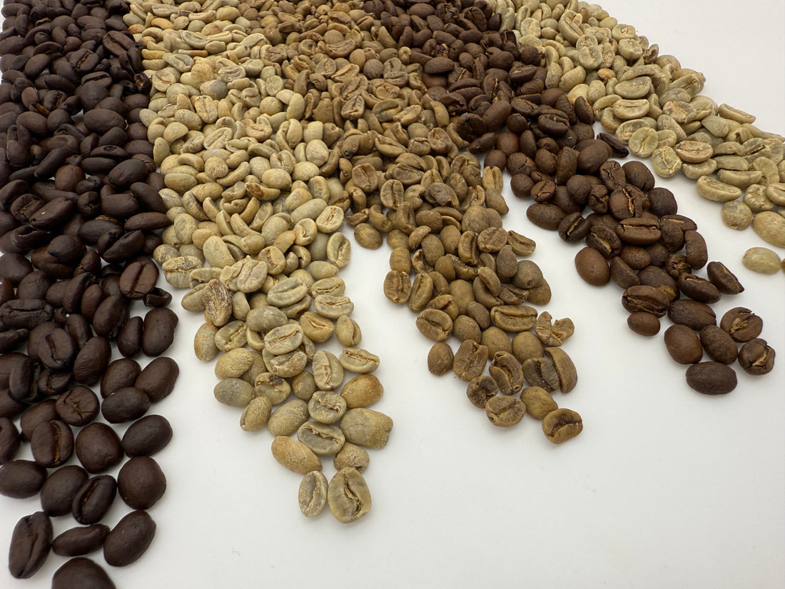 The Power of Sensory Experience in Takumi Collective’s Cupping Room